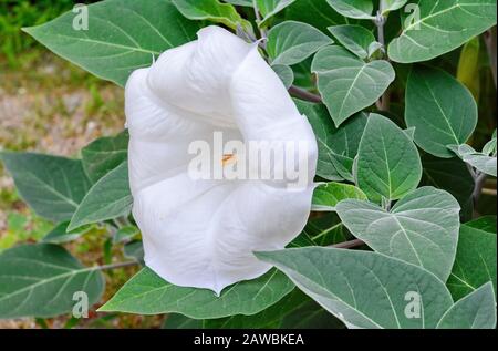 Datura innocxia - fiore bianco primo piano. Inoxia con foglie verdi. Sfondo floreale. Bianco datura inoxia fiore su uno sfondo di foglie verdi. Datur Foto Stock