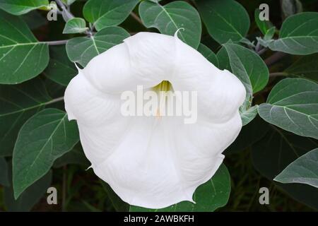 Datura innocxia - fiore bianco primo piano. Inoxia con foglie verdi. Sfondo floreale. Bianco datura inoxia fiore su uno sfondo di foglie verdi. Datur Foto Stock