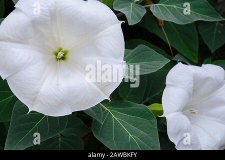 Datura innocxia - fiore bianco primo piano. Inoxia con foglie verdi. Sfondo floreale. Bianco datura inoxia fiore su uno sfondo di foglie verdi. Datur Foto Stock