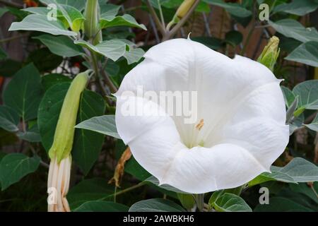 Datura innocxia - fiore bianco primo piano. Inoxia con foglie verdi. Sfondo floreale. Bianco datura inoxia fiore su uno sfondo di foglie verdi. Datur Foto Stock