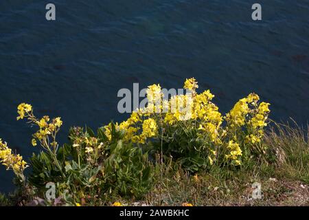 Brassica oleracea, aka Wild Cabbage, Handfast Point, Dorset, Inghilterra, Regno Unito Foto Stock