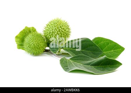 Jimsonweed frutta. Pod of Jimson Weed, Datura stramonio, conosciuto anche come Devil's snare, Thorn Apple, Devil's Trumpet, Angel Tulip, Hell's Bells o Datur Foto Stock