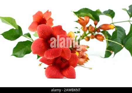 Fiori rossi di tromba superriduttore vite climber - Campsis radicans isolato su sfondo bianco. Campsis radicans fiori (tromba o riduttore a tromba Foto Stock