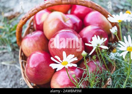 Le mele rosse mature fresche si trovano in un cesto di vimini su erba verde su uno sfondo di natura. Vitamine e una dieta sana. Concetto vegetariano. Primo piano. Foto Stock