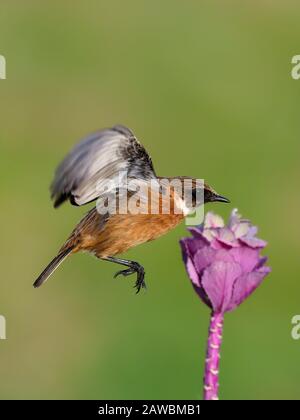 Stonechat, Saxicola rubicola, singolo maschio in volo da cavolo, Warwickshire, dicembre 2019 Foto Stock