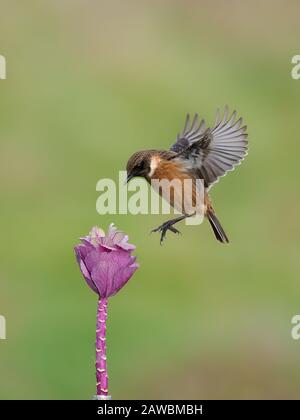 Stonechat, Saxicola rubicola, singolo maschio in volo da cavolo, Warwickshire, dicembre 2019 Foto Stock