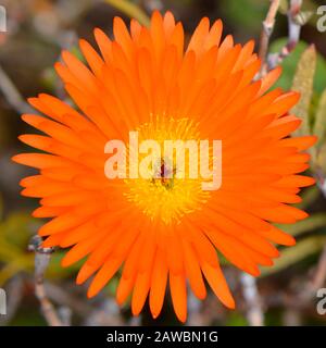 Livingstone Daisy nome latino Mesembrianthemum GELATO ARANCIA ICE PLANT Fiore Foto Stock