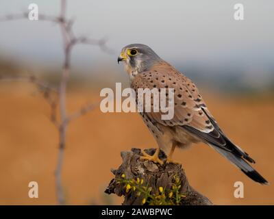 Kestrel, Falco tinnunculus, single male in filiale, Spagna, gennaio 2020 Foto Stock