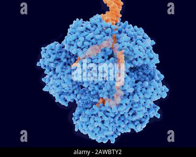 DNA svolgitore complesso enzimatico RecBCD, illustrazione Foto Stock