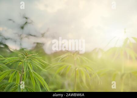 Campo di marijuana e domenica. Foglie di marijuana, cannabis su sfondo verde, bella sfondo, oudoor coltivazione Foto Stock