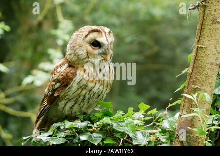 Allocco arroccato nella struttura ad albero Foto Stock