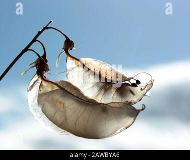 Colutea Arborescens' SEMENTI Baccelli, alla luce del sole Foto Stock