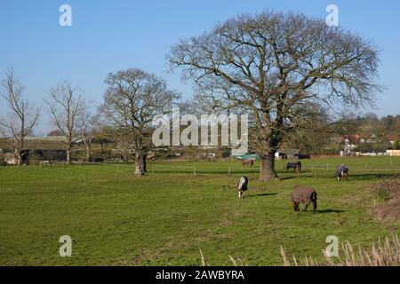 Martlesham Creek, Woodbridge, Suffolk, Regno Unito - 7 febbraio 2020: Mattina invernale luminosa e soleggiata. Cavalli che indossano cappotti di coperta che pascolano all'esterno. Foto Stock