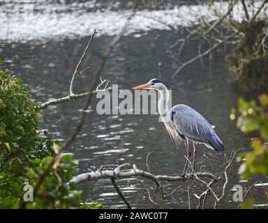 Airone grigio (Ardea cinerea) a Kelsey Park, Beckenham, Londra, Regno Unito. Un airone grigio si erge su un ramo che si affaccia sul lago Foto Stock
