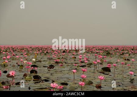 Udon Thani Isan Thailandia - Lago Red Lotus Foto Stock