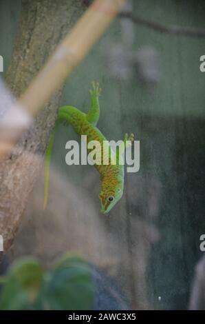 Un Gecko di giorno della polvere dell'oro verde brillante Foto Stock