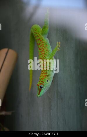 Un Gecko di giorno della polvere dell'oro verde brillante Foto Stock