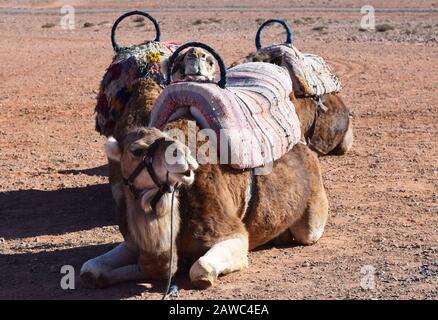 3 cammelli con selle utilizzate per gite turistiche adagiate nel deserto di palmeti vicino a Marrakech in Marocco Foto Stock