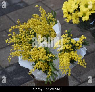 Mimosas avvolto in carta bianca in un vaso. Fiori gialli sullo sfondo. Foto Stock