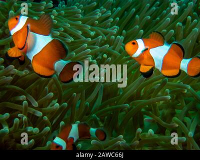 Un paio di False Clownfish (Amphiprion ocellaris) Foto Stock