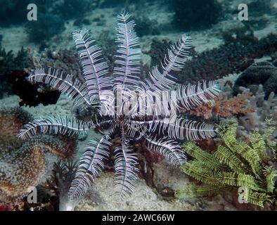 Un Featherstar aperto (Crinoidea) nelle Filippine Foto Stock