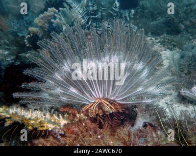 Un Featherstar aperto (Crinoidea) nelle Filippine Foto Stock