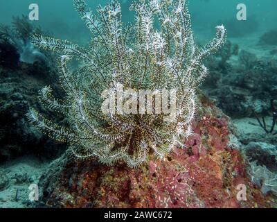 Un Featherstar aperto (Crinoidea) nelle Filippine Foto Stock