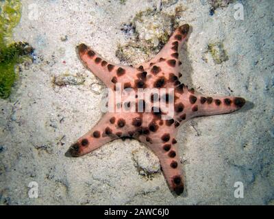 Stella Di Mare Cornuta (Protoreaster Nodosus) Foto Stock