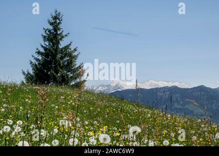 Albero unico nel campo dei dandelions bianchi nelle montagne delle Alpi, Svizzera Foto Stock