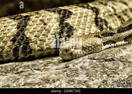 Legname Rattlesnake Riposante su una roccia Foto Stock