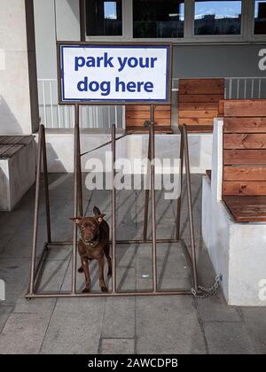 cane marrone su un guinzaglio seduto in un portabici, segno che dice 'parcheggia il tuo cane qui' Foto Stock