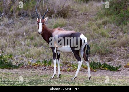 Bontebok Nel Parco Nazionale Di Bontebok, Swellendam, Capo Occidentale, Sud Africa Foto Stock