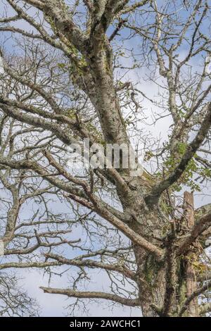 Albero maturo senza foglie, rami e ramoscelli che raggiungono il cielo blu di primavera. Foto Stock