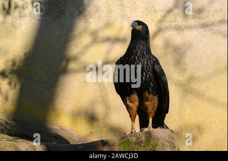 Falco di Harris Foto Stock