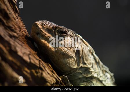 Utila iguana Foto Stock