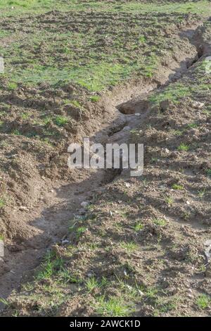 Canale di erosione dell'acqua / canali di lavaggio dell'erosione dell'aneto nel campo arabile del Regno Unito dove la pioggia ha lavato via topsoil. Erosione di acqua di superficie, perdita di suolo, burrone di suolo. Foto Stock