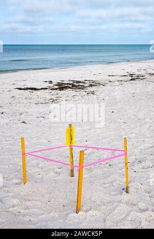 Protetta Sea Turtle Nest sulla spiaggia di Anna Maria, Florida Foto Stock