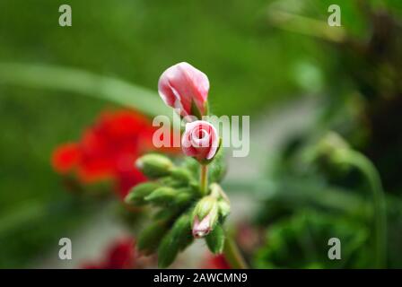 Primo piano di un geranio rosa gerente fiore in un giardino cortile Foto Stock