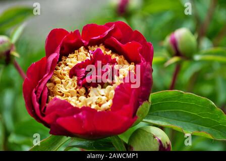 Primo piano di gemme e fiori su un cespuglio di peonia rossa nel giardino paeonia lattiflora Foto Stock