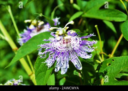 primo piano di un fiore tropicale viola passione nel giardino Foto Stock