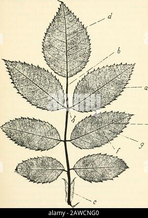 Alberi; un manuale di foresta-botanica per i boschi e il laboratorio . atifid rispettivamente; se la teincisione va più in profondità la lamina ispinatisect o palmatisect,o partited rispettivamente, essendo inteso che in nessun caso considerato l'incisione raggiunge il midrib, orbase, E tagliare completamente il lobo da altri lobi. In altre parole, i tessuti verdi più morbidi di tutte le lobesare in continuità l'uno con l'altro, per quanto più stretto istmo di tessuto alle basi delle incisioni. Un ulteriore passo, e la lobatura o ramificazione del foglio è così completa che ogni segmento, cioè ramo di t Foto Stock