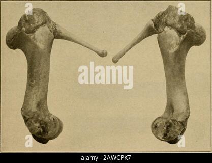 Ostetricia veterinaria, comprese le malattie degli animali riproduttori e dei nati nuovi . Fig. 63. MkgalomkhsPkrissodactvlus. Fig. Fk-,. 64. MKCI,OMELr.S IKRIS.SODACTVI.R.S. Foal.. Fk;. 65. HuMKKi di Pk;, con Claviclh-mkic Oitckowth.^ 346 Ostetricia veterinaria Foto Stock