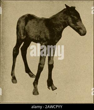 Ostetricia veterinaria, comprese le malattie degli animali riproduttori e dei nati nuovi . Fig. 63. MkgalomkhsPkrissodactvlus. Fig. Fk-,. 64. MKCI,OMELr.S IKRIS.SODACTVI.R.S. Foal. Foto Stock