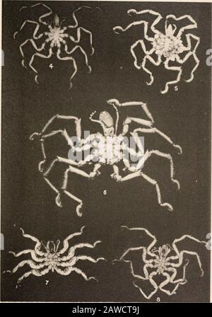 Harriman Alaska serie . PYCNOGONIDA HELIOTYPE CO.. BOSTON. PIASTRA XII. FIG. 4. Ammothea alaskensis sp. Nov., maschio (lotto 25), dall'alto. 5. Ammothea gracilipes sp. Nov., maschio (lotto 9), dall'alto; mostra le masse di uova sotto. 6. Ammothea fribilofensis sp. Nov., maschio (lotto 23), dall'alto. 7. Ammothella tuberculata sp. Nov., femmina (lotto 22), dall'alto. 8. Ammothella spinifera sp. Nov., femmina (lotto 14), dall'alto. (302) H. A E. VOL. PIASTRA X XII. PYCNOGONIDA HELIOTYPE CO.. BOSTON. PIASTRA XIII. FIG. 9. Clotenia occidentalis sp. Nov., maschio (lotto 16), dall'alto. (L'aspetto peculiare di questo sp Foto Stock