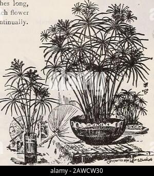 Libro da giardino della 72nd edizione annuale di Dreer : 1910 . CviEius Alternipolid. CYANOPHYLLITM. Magnificum. Una delle piante più strik-ing per il conservatorio caldo, con grande, grassetto, fogliame largo, twofeet o più in lunghezza, il centro arcuato, i bordi ondulati, e ofa verde brillante profondo sul uppersurface e un rosso bronzo sotto-neath, le vene prominenti bianco orlight verde. 1 dollaro ciascuno. CVPERRS. (Pianta Ombrello J Alternifolius. Un eccellente impianto per la casa. Prospererà in suolo anygood e presenta sempre un verde e attraente ajipearance. Forse è cresciuto come sub-acquatico, e in ogni caso Foto Stock