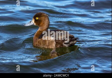 Una femmina anatra tufted sulla Kellersee / Malente / Germania settentrionale. Foto Stock