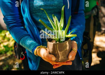 donna contadina utilizzare mano tenendo pianta aloe vera albero Foto Stock