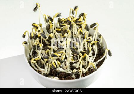 Girasoli che germogliano in una ciotola bianca e che crescono in compost di invasatura. Germogli e microgreo di Helianthus annuus, il girasole comune. Foto Stock