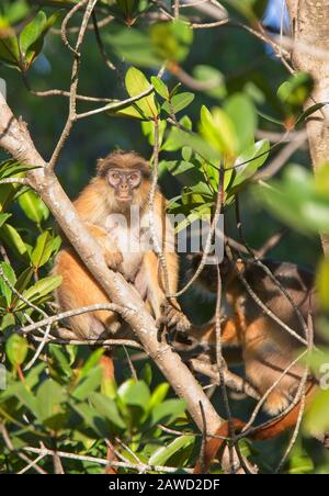 Western Red Colobus, o Bay Colobus (Procobus badius), femmina seduto in un albero, Gambia. Foto Stock