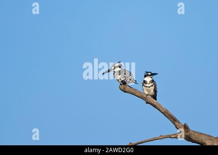 Pied Kingfisher (Ceryle rudis), due appollaiati insieme in un albero, Gambia. Foto Stock